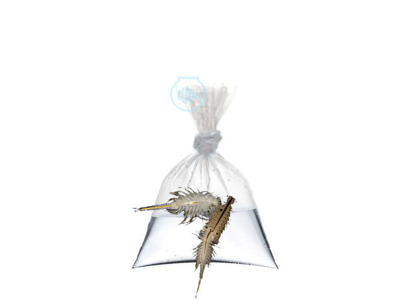 Artemia viva para peces de acuario