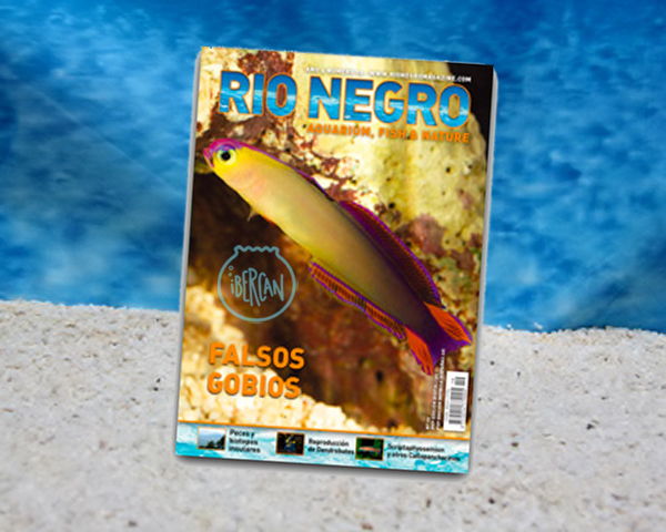 Revista Rio Negro nº19