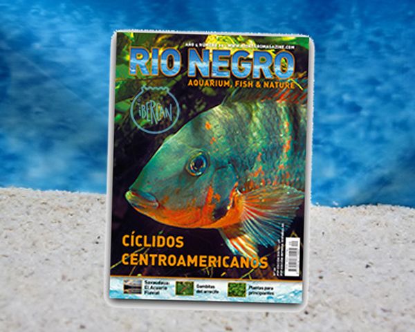 Revista Rio Negro n20