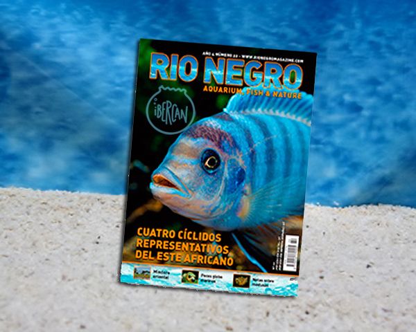 Revista Rio Negro nº20