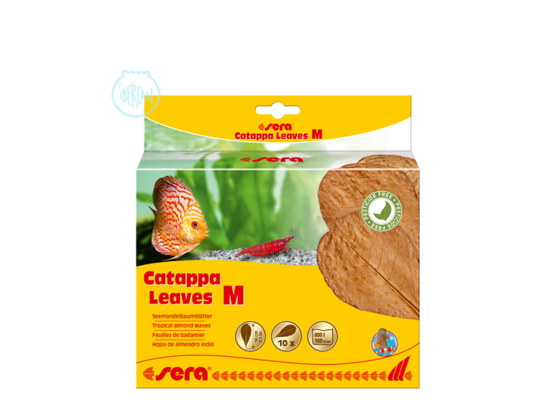 Las Sera Catappa Leaves talla M