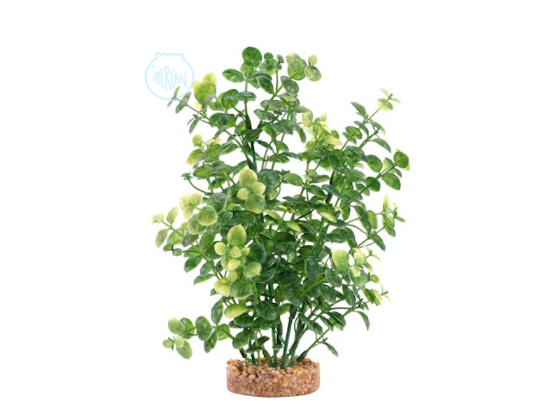 Rplicas de plantas de Fluval Bacopa Verde 20cm